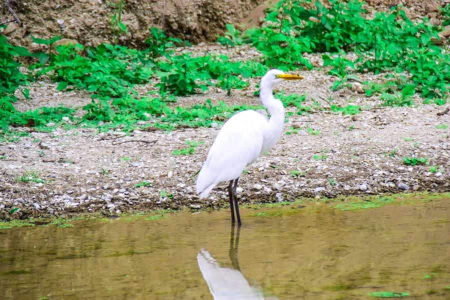 Avistamiento de Aves